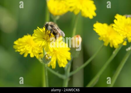 A small Bumblebee (Bombus) collecting nectar from a yellow Cat`s Ear flower (Hypochaeris radicata). Stock Photo